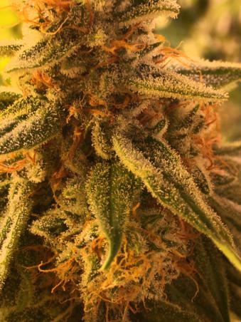 White Russian 7 1/2 Weeks with Quest