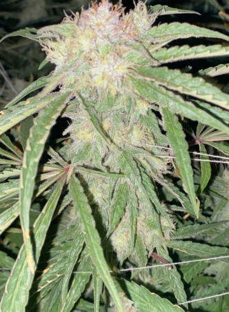Forbidden Fruit Week 6 with Quest