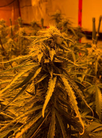 Forbidden Fruit Week 5 with Quest