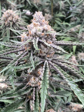 Peyote Critical