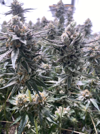 Fruity Pebbles OG Week 6