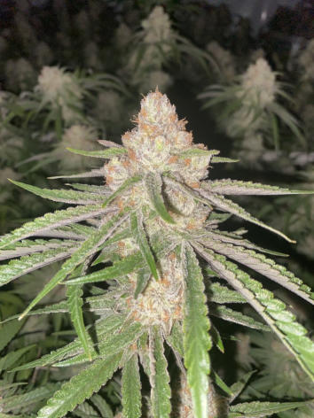 Ice Wreck Week 7